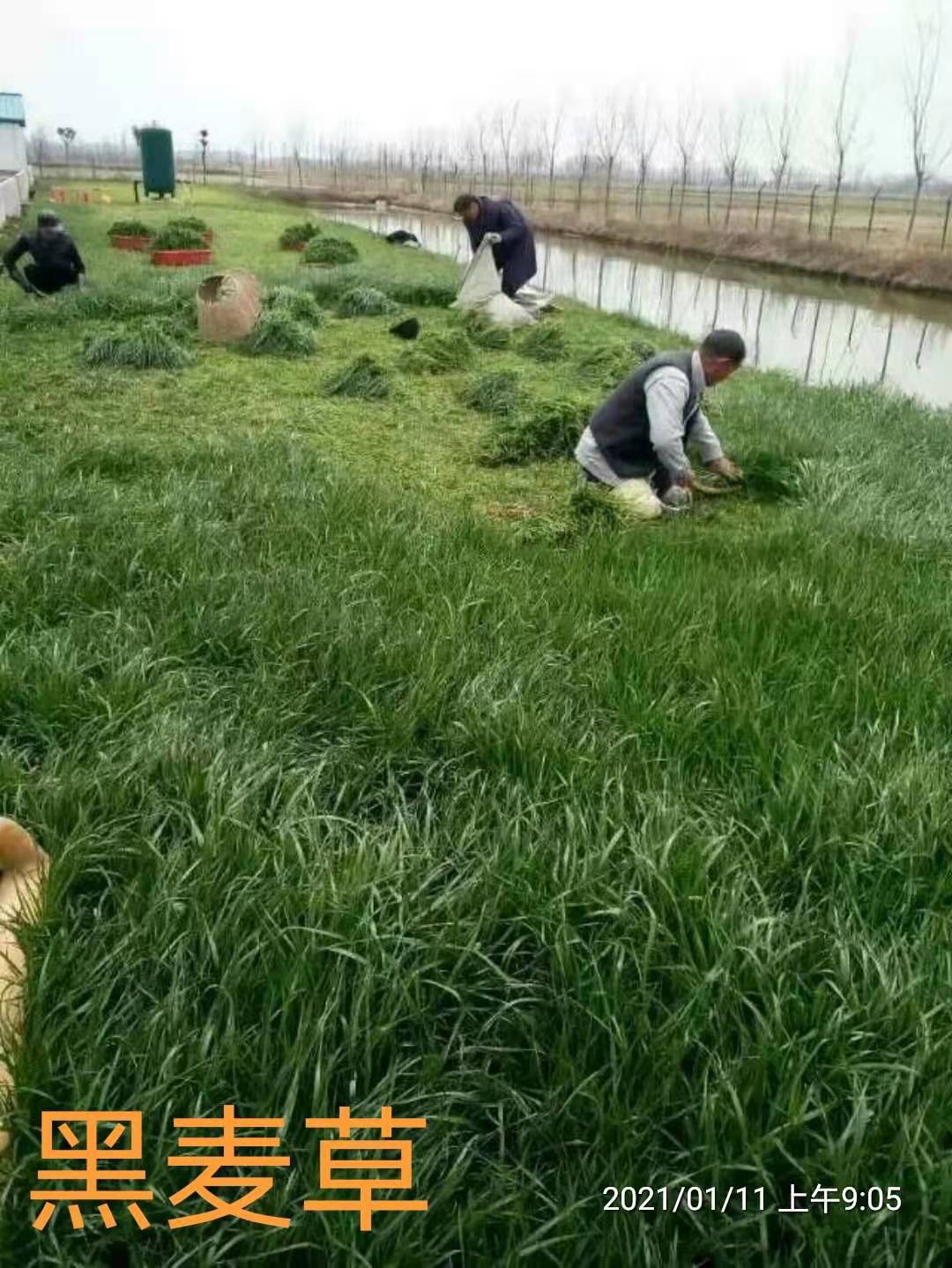 綠化草種子圖片/綠化草種子樣板圖 (2)