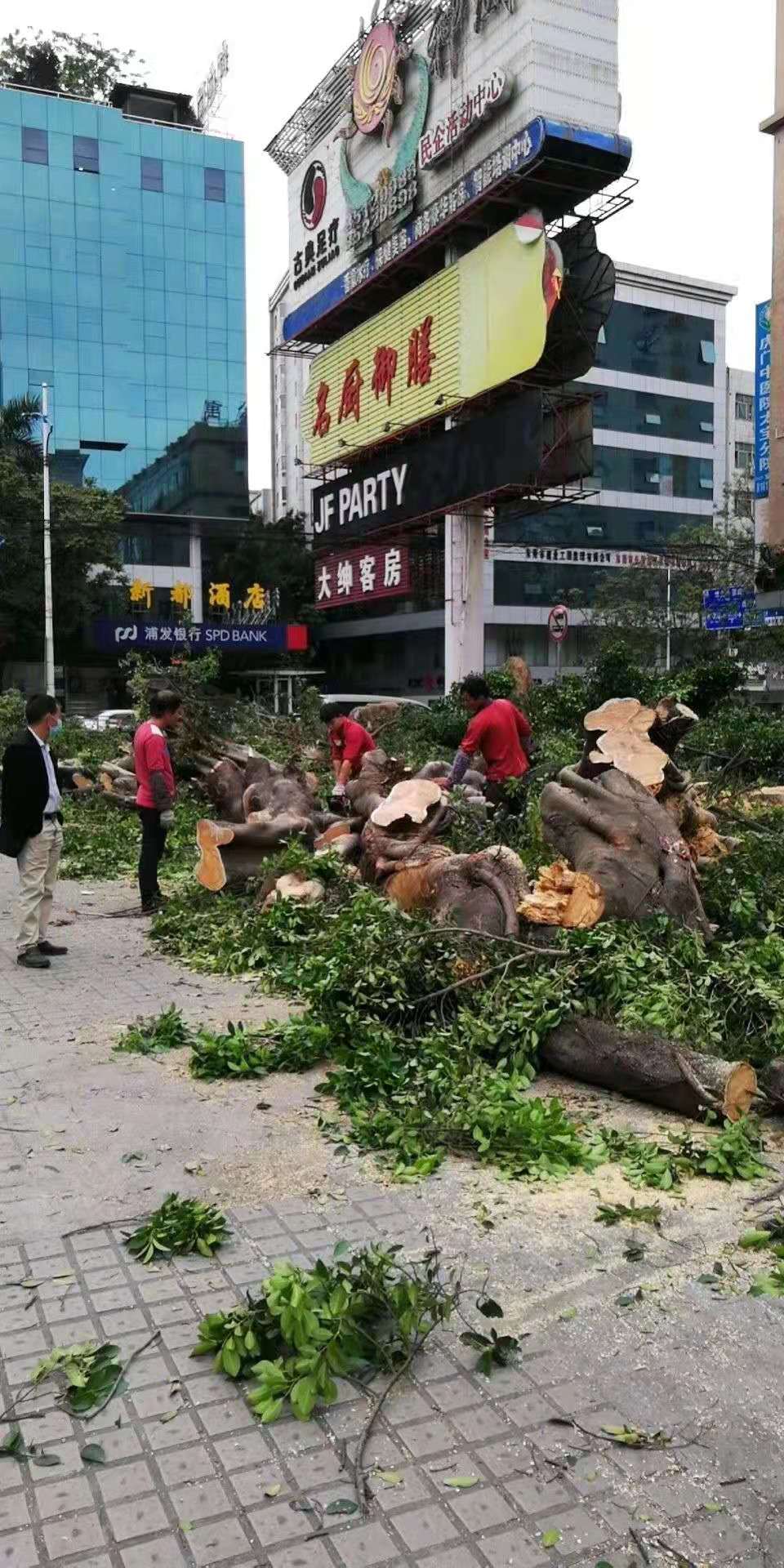 东莞市东莞树木修剪电话厂家