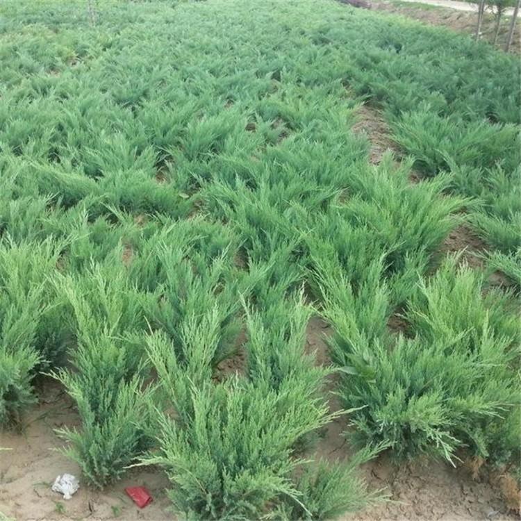 沙地柏苗圃圖片/沙地柏苗圃樣板圖 (3)