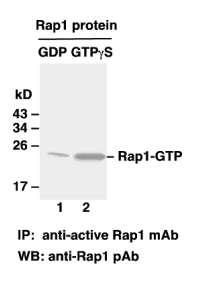 Rap1 kit活性檢測試劑盒圖片