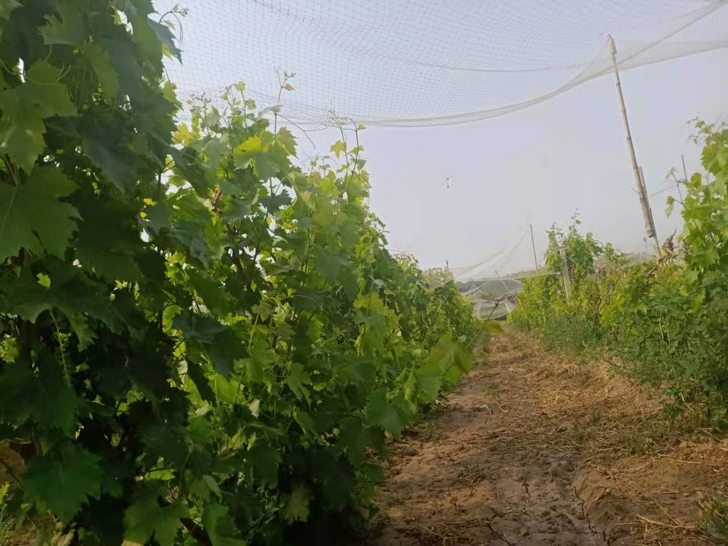 防雹網(wǎng)圖片/防雹網(wǎng)樣板圖 (2)