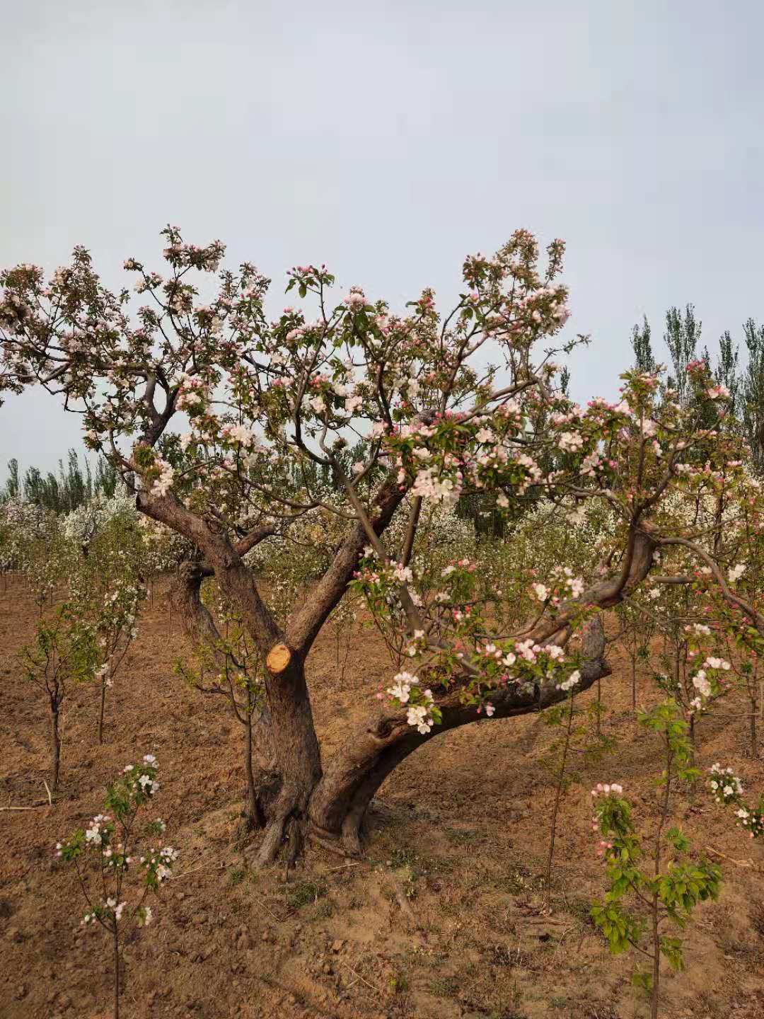 海棠圖片/海棠樣板圖 (2)