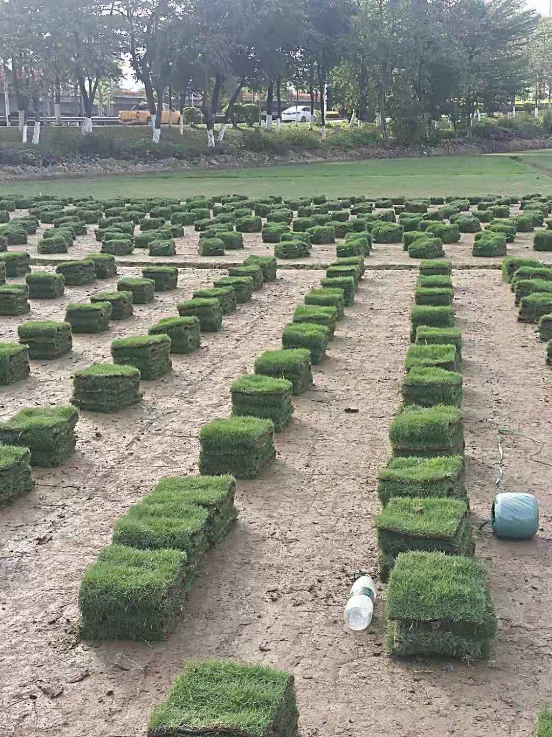 马尼拉草卷批发 马尼拉草皮绿化工地