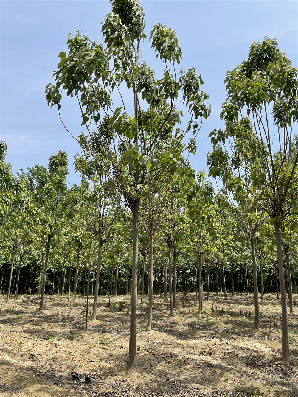 河南12公分楸樹圖片