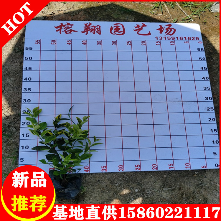 金森女貞苗批發(fā)綠化工程園林苗木批發(fā)易種植成活率高