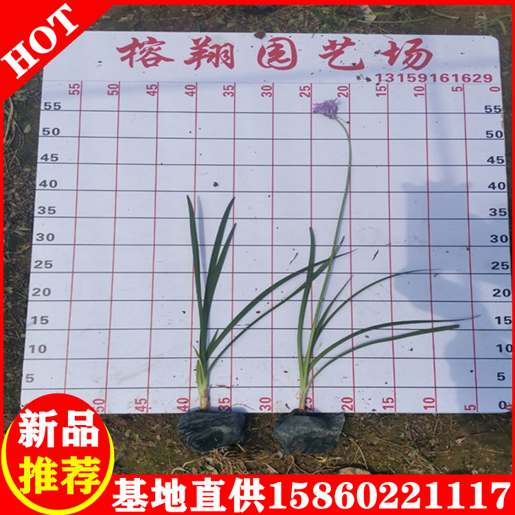 紫娇花25-35价钱0.55自家种植大量供应移植袋苗图片