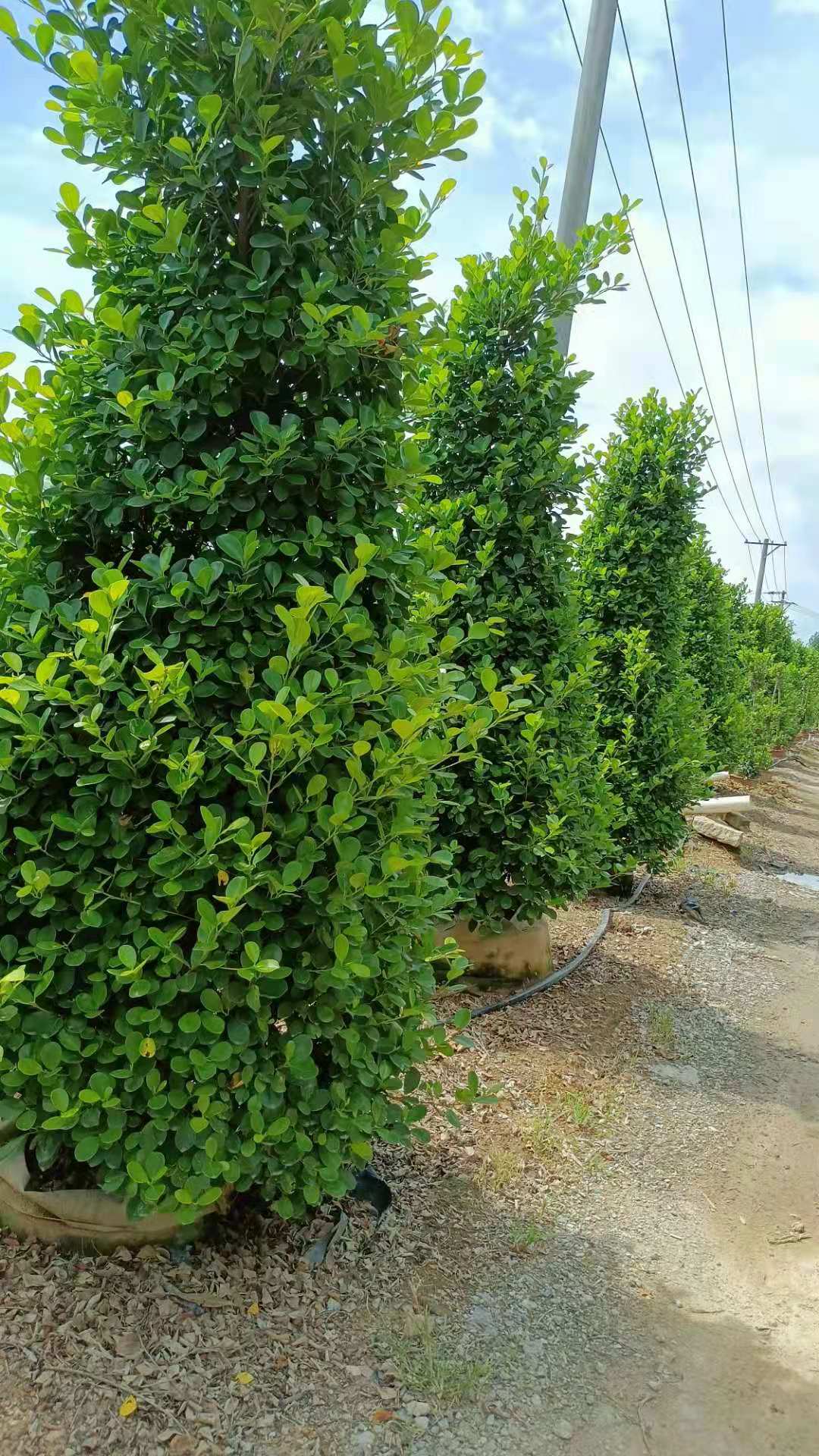 火山圖片/火山樣板圖 (2)