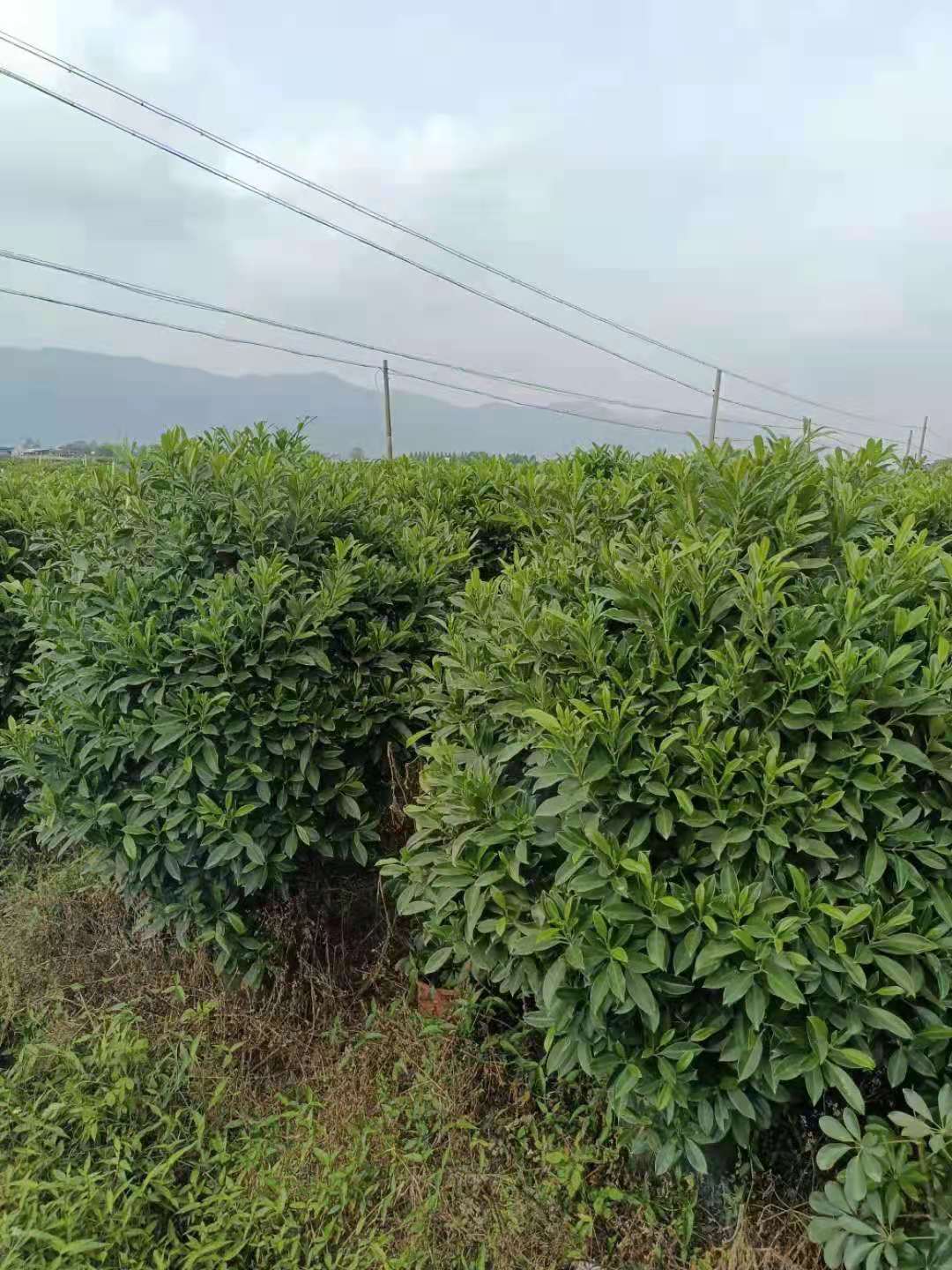 非洲茉莉非洲茉莉报价 非洲茉莉小苗 白色茉莉 大量批发