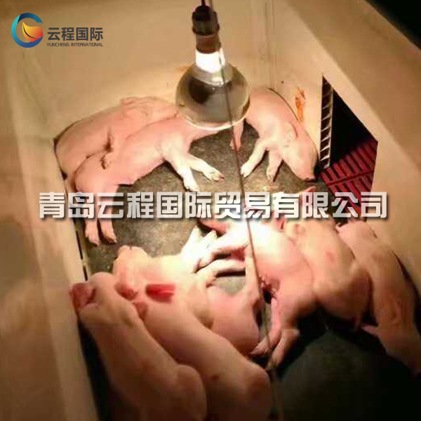 畜牧保溫墊 橡膠防滑墊 豬舍墊 仔豬保育欄墊 母豬定位欄墊