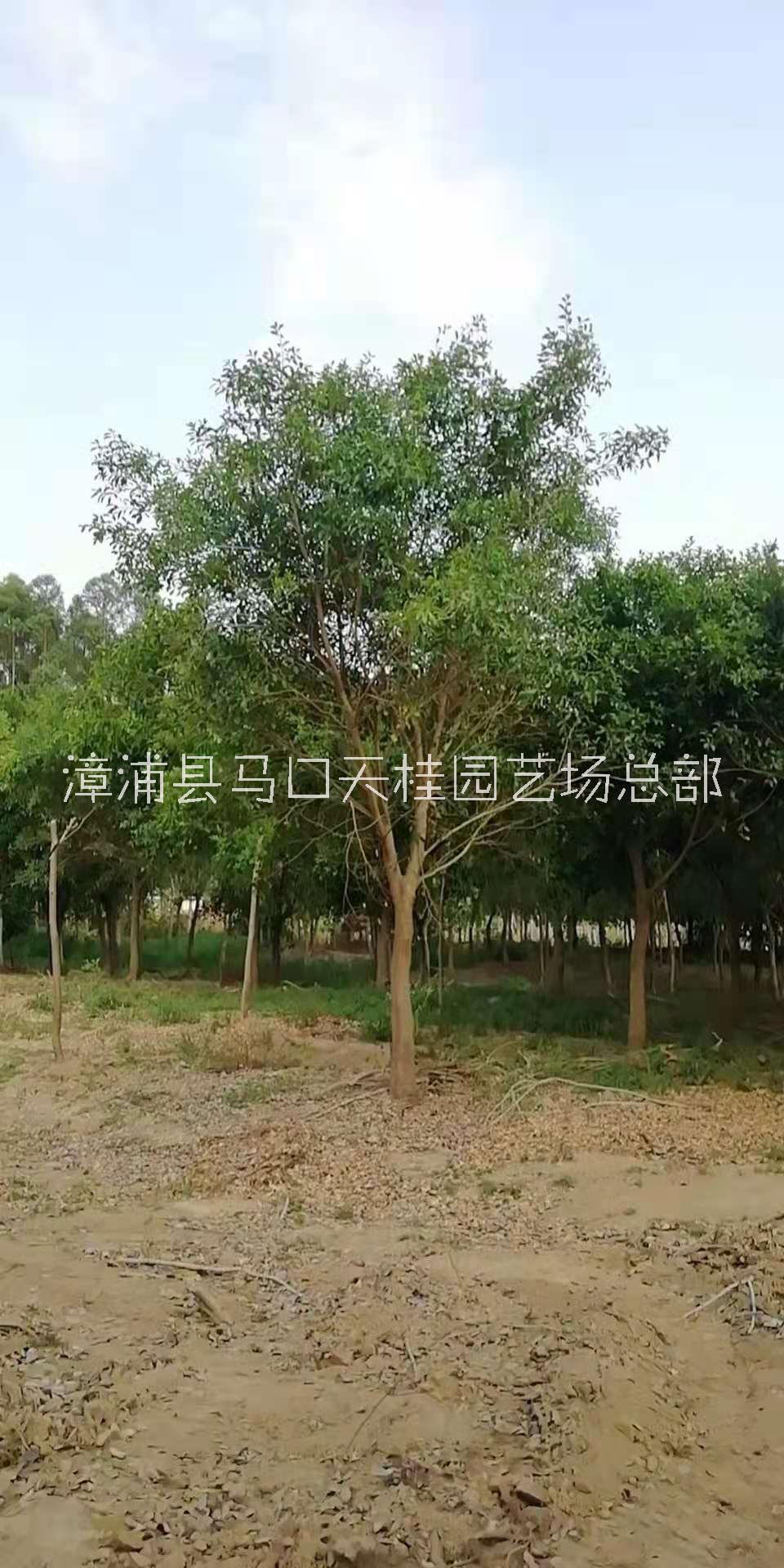 各种规格红叶乌桕 福建种植基地 红叶乌桕价格 批发