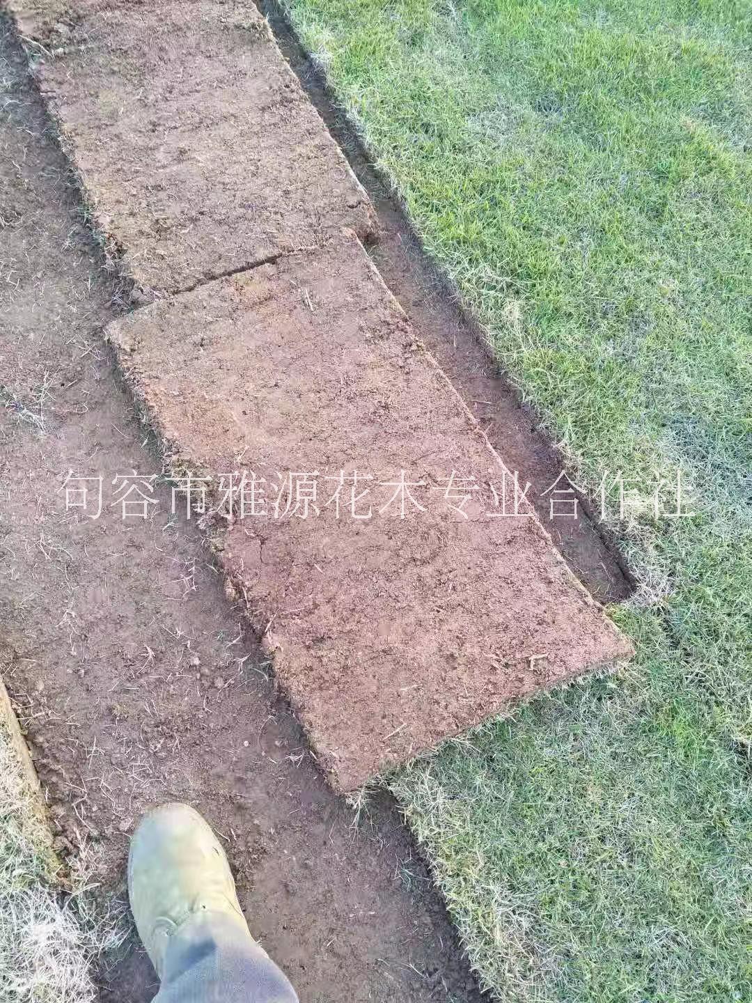 百慕大草坪圖片/百慕大草坪樣板圖 (1)