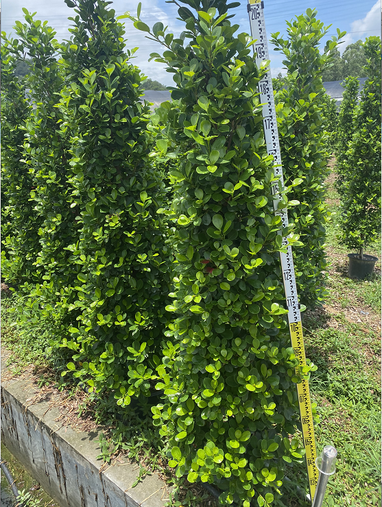 火山榕基地圖片