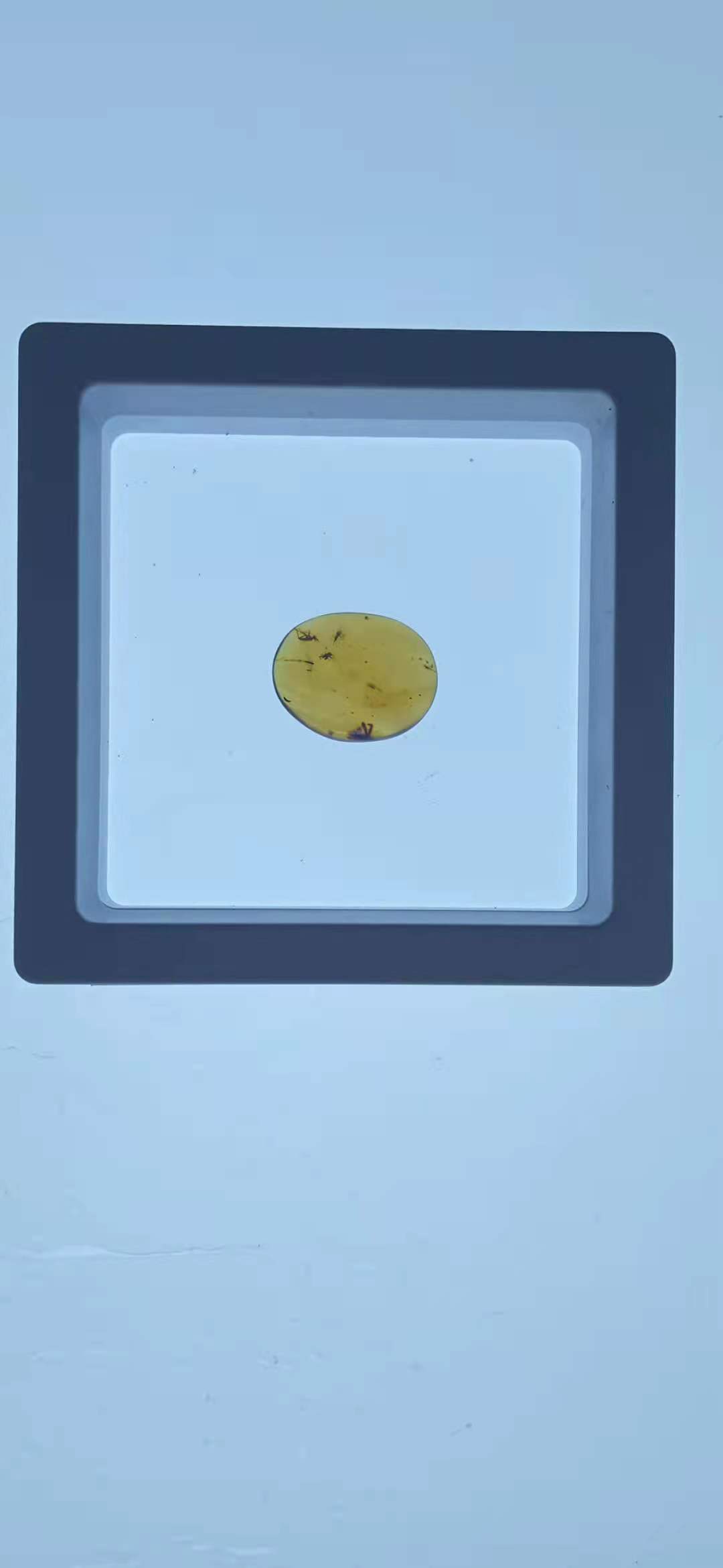 天然琥珀昆蟲標本圖片/天然琥珀昆蟲標本樣板圖 (3)