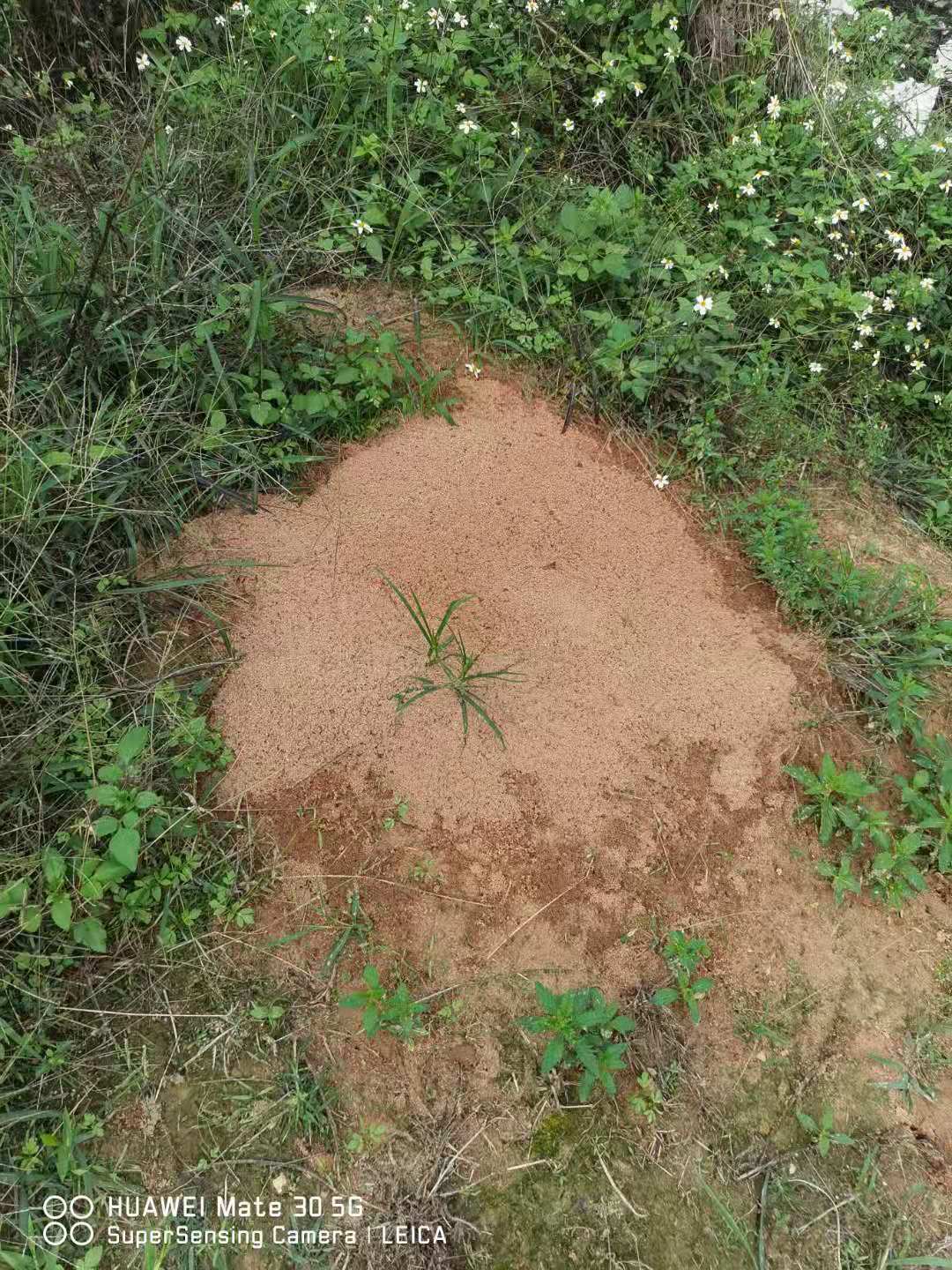 工业园治灭红火蚁工业园治灭红火蚁