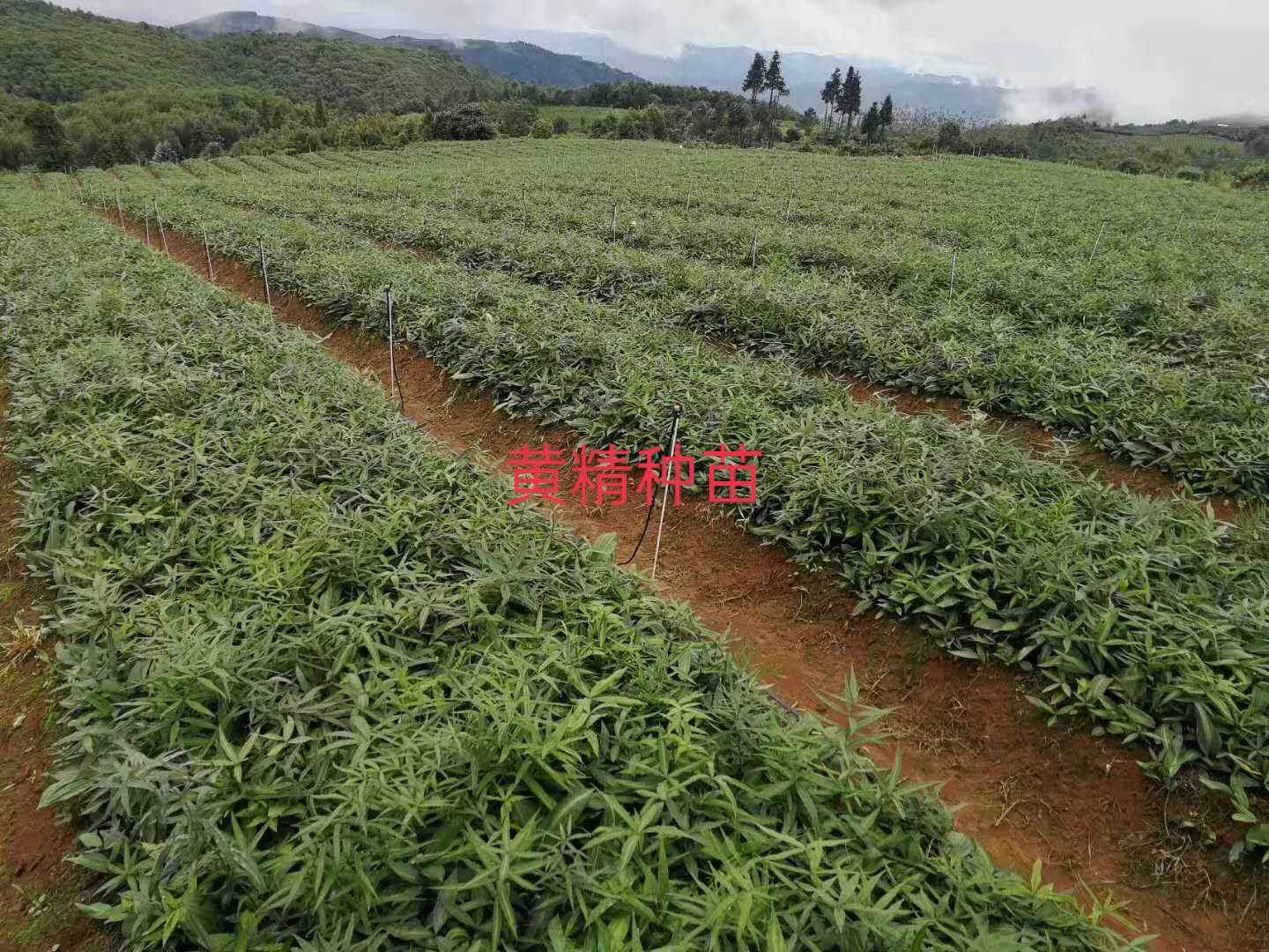 種苗圖片/種苗樣板圖 (4)