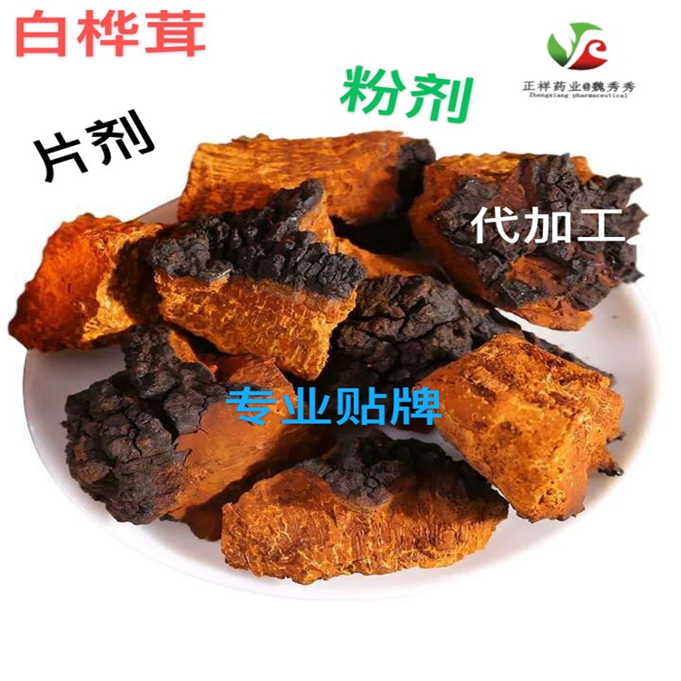 樺褐孔菌圖片/樺褐孔菌樣板圖 (3)