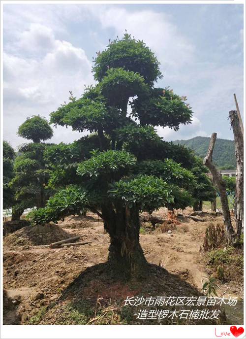 长沙市丛生椤木石楠厂家丛生椤木石楠-湖南造型椤木石楠-丛生椤木石楠价格来宏景