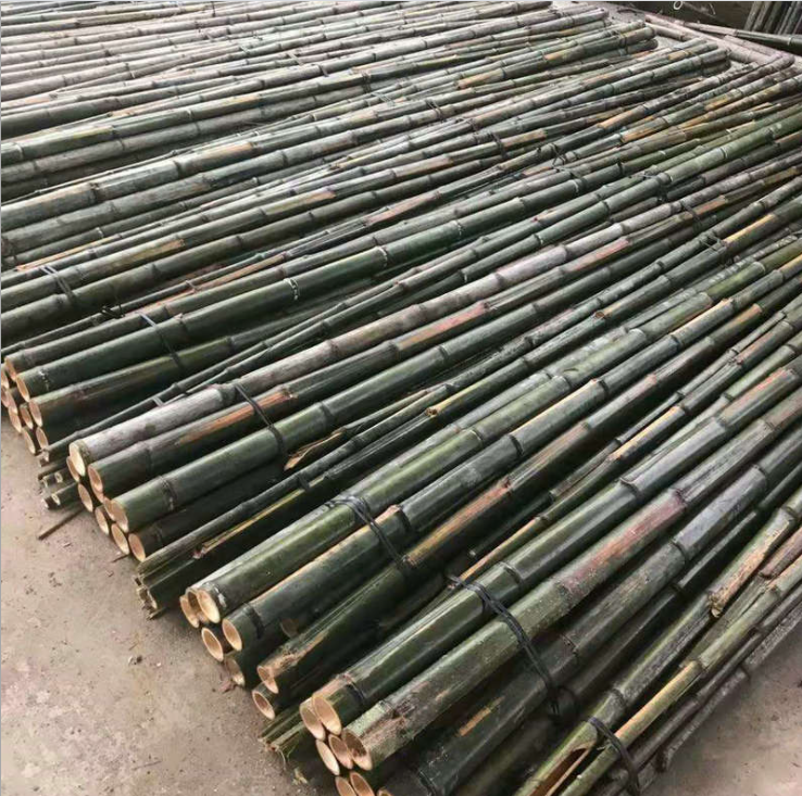 毛竹圖片/毛竹樣板圖 (3)