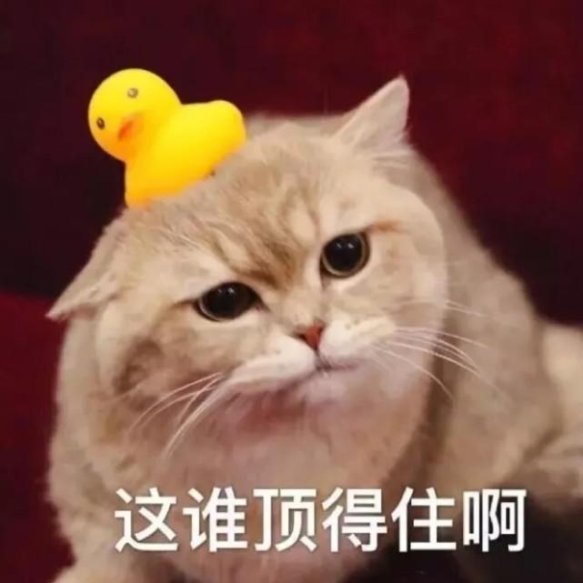 家養(yǎng)圖片/家養(yǎng)樣板圖 (3)