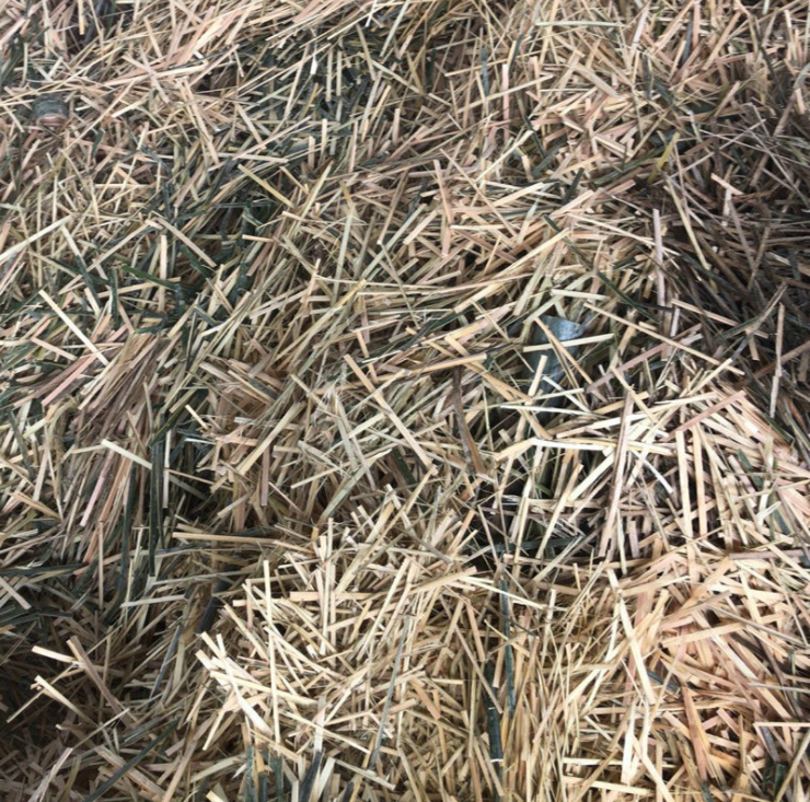 竹毛圖片/竹毛樣板圖 (4)