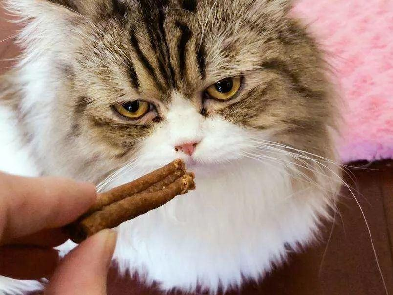 養(yǎng)寵無憂：家養(yǎng)貓不吃飯要注意什么