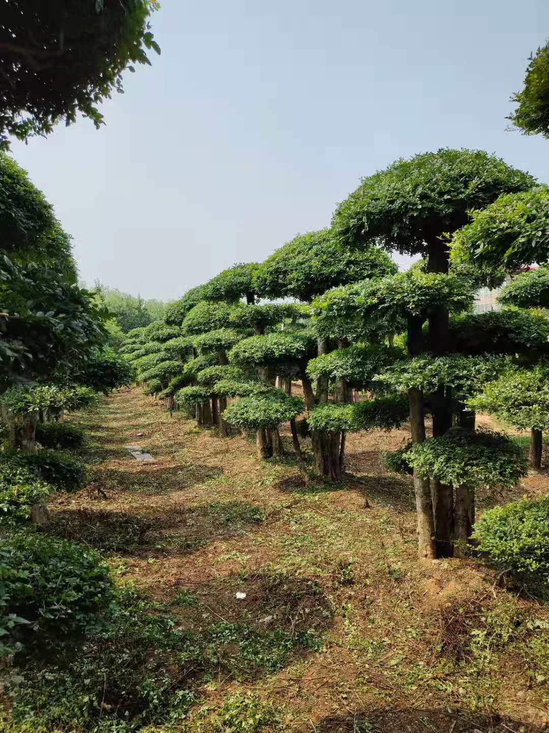 临沂罗庄茂蓝园艺经营部图片