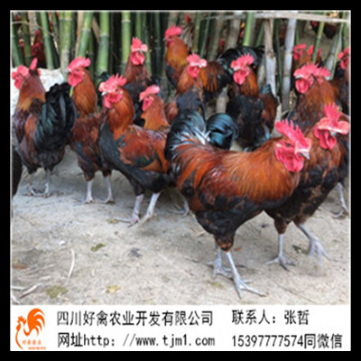 永川 永川雞苗多少錢(qián)一只 永川雞苗多少錢(qián)一只 雞苗廠家