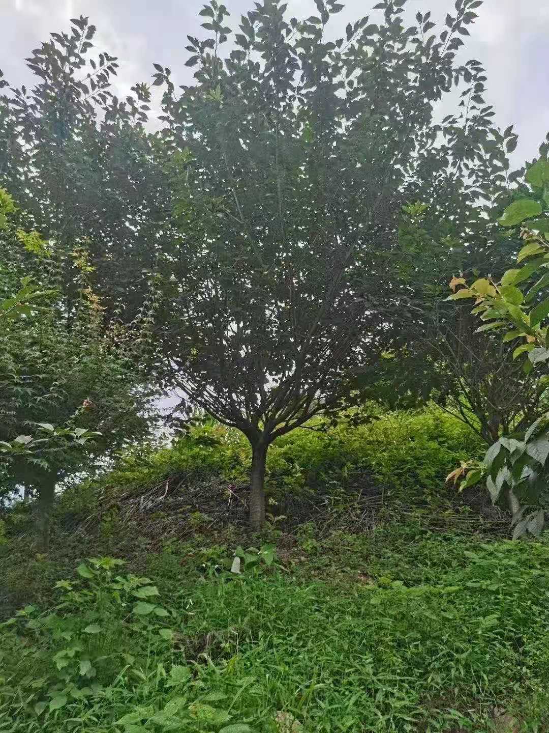 浙江樱花销售基地 樱花批发价格图片