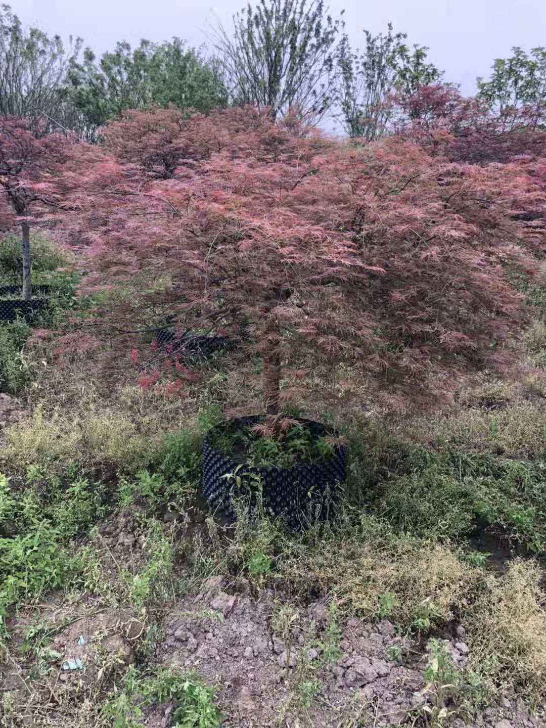 浙江羽毛枫批发价 羽毛枫生产基地 羽毛枫批发价哪家好 卖家销无间价图片