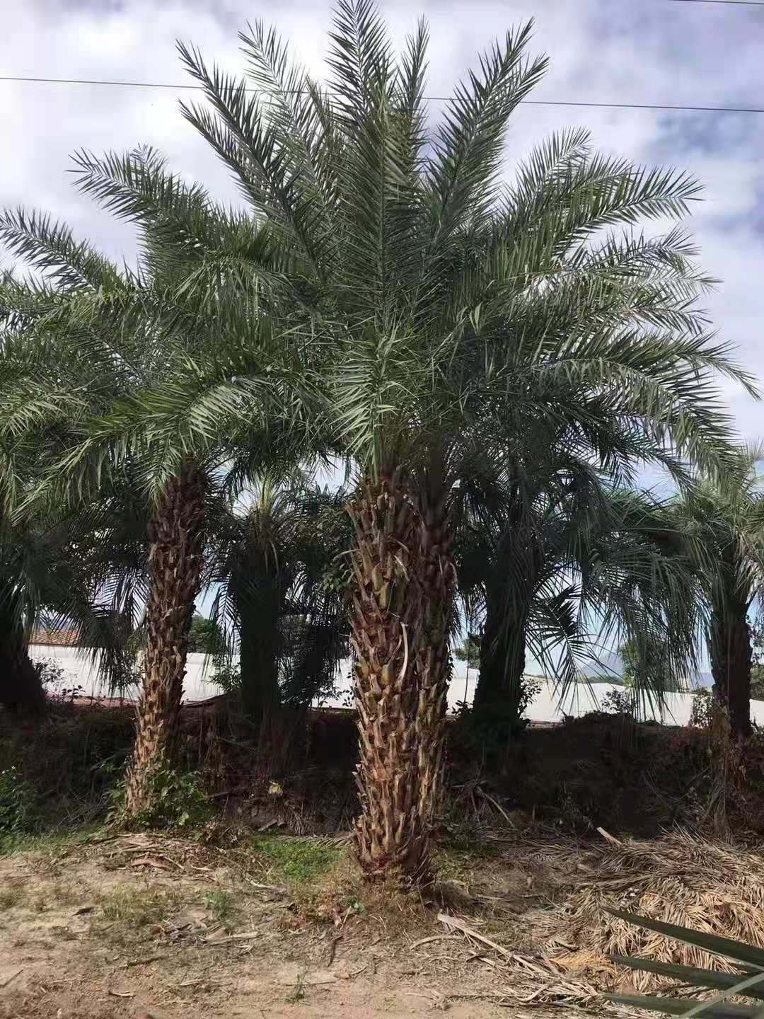 漳州中東海棗種植、多少錢、供應(yīng)商