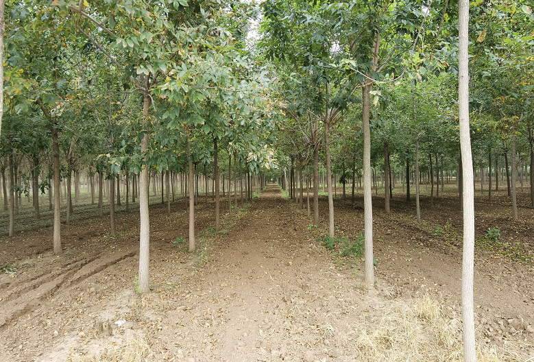 长期供应白蜡苗  绿化白蜡 乔木白蜡 速生白蜡 白蜡种植基地-供应商-批发-伟腾苗木种植图片