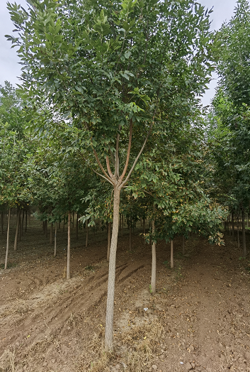 景區(qū)園林白蠟 綠化白蠟種植 行道樹白蠟 市場報價 白蠟批發(fā)