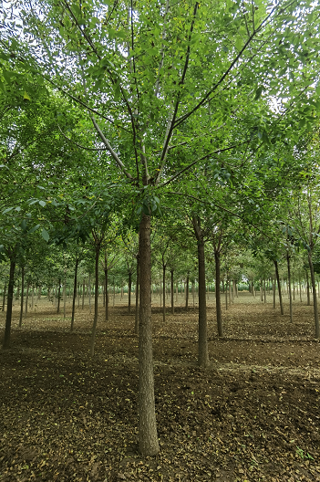 白蠟苗圖片/白蠟苗樣板圖 (4)