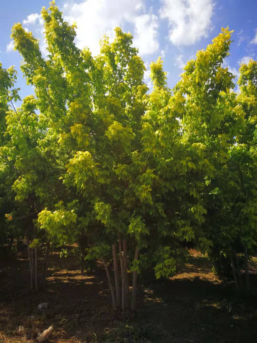 叢生金葉復(fù)葉槭圖片