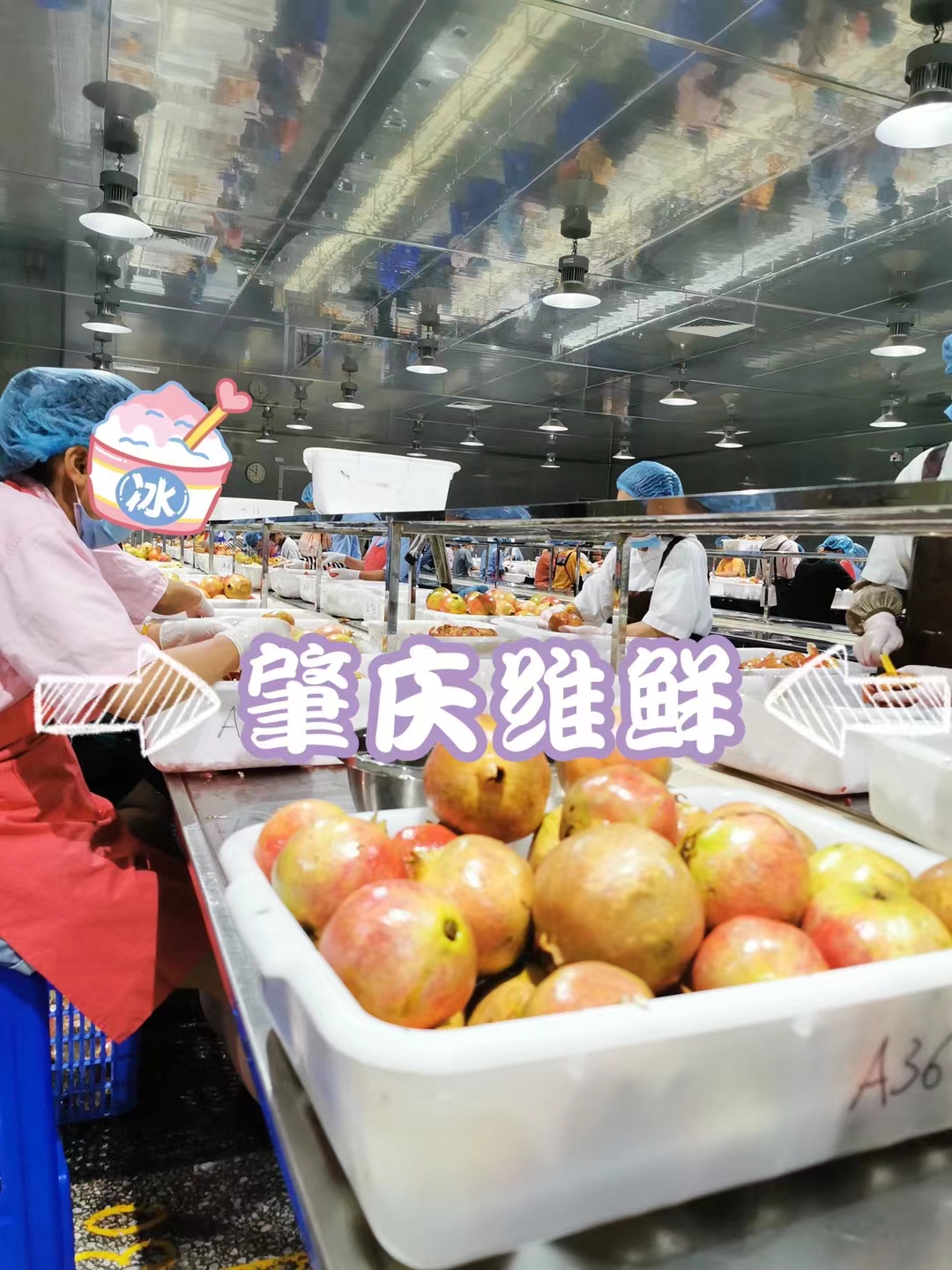 突尼斯軟籽圖片/突尼斯軟籽樣板圖 (2)