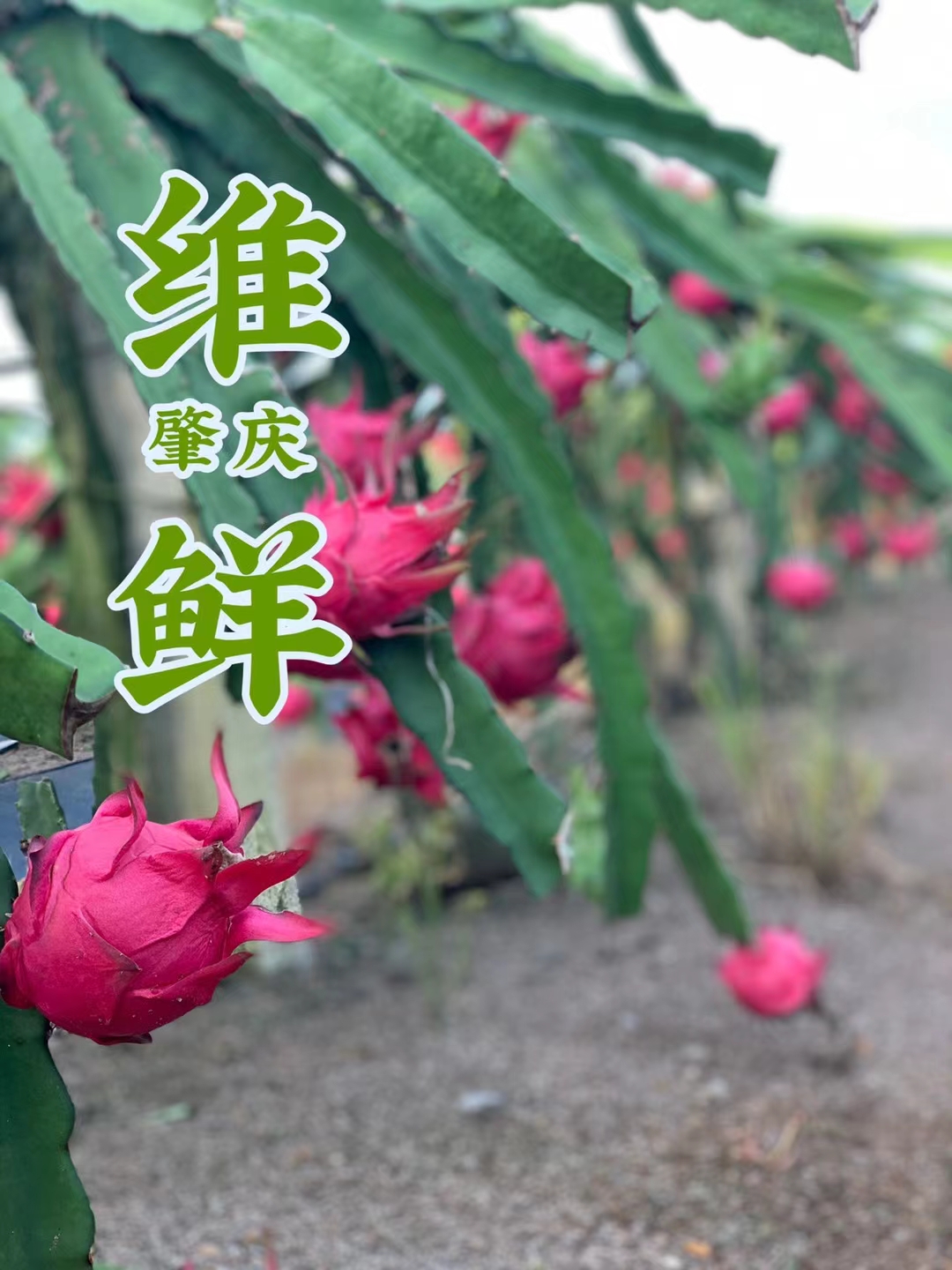 速凍紅芯火龍果圖片/速凍紅芯火龍果樣板圖 (1)