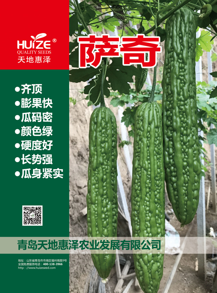 惠澤-薩奇苦瓜種子圖片