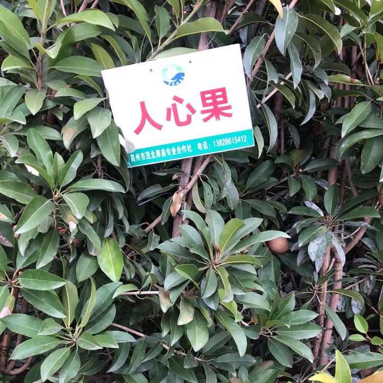 果樹苗圖片/果樹苗樣板圖 (4)