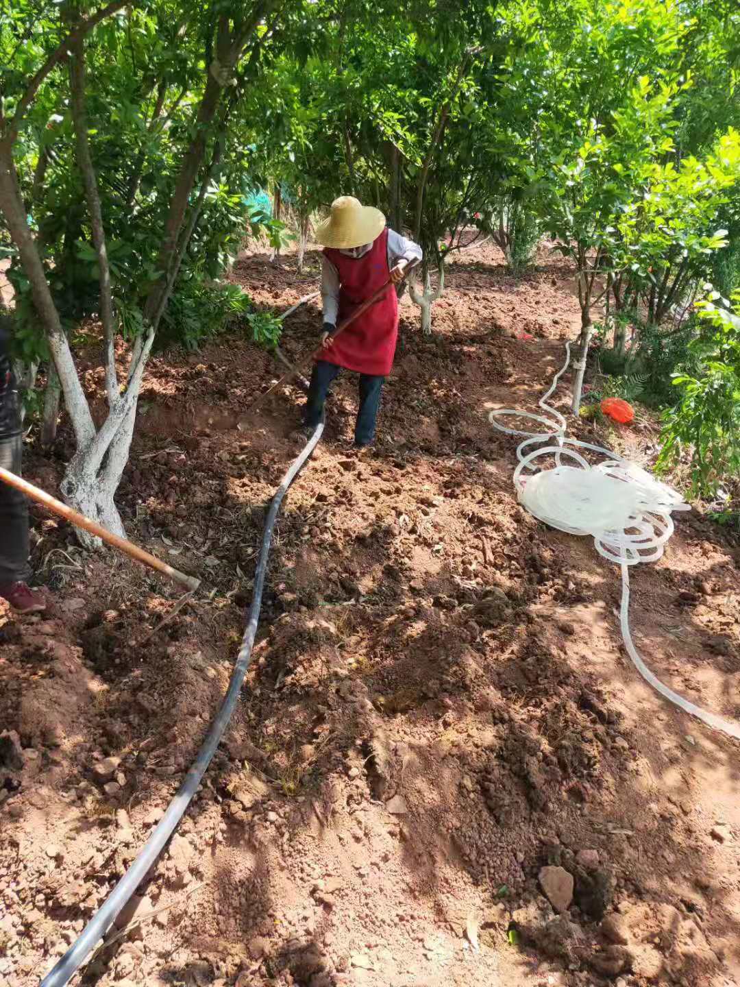 黃精種苗種植基地 滇黃精苗價(jià)格