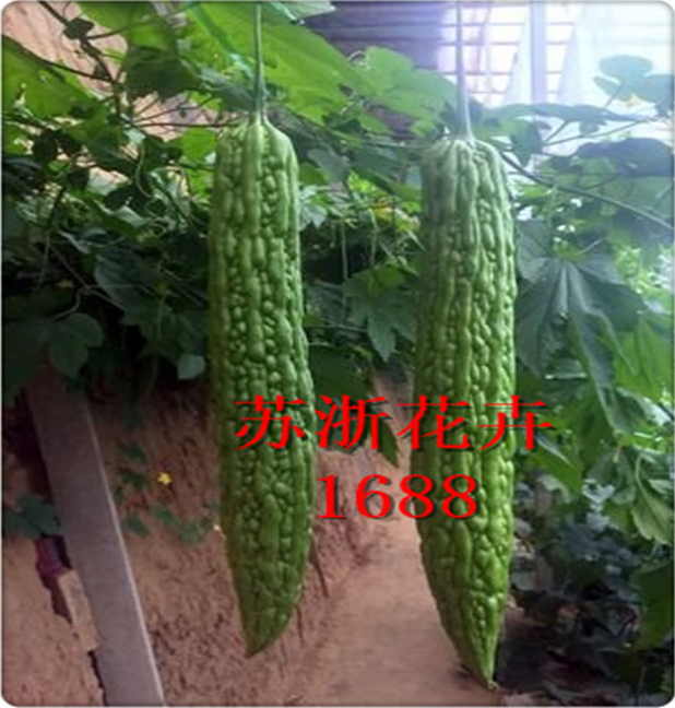 苦瓜種子圖片/苦瓜種子樣板圖 (4)