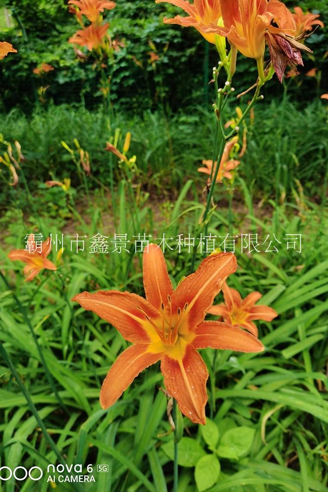 供應各色大花萱草