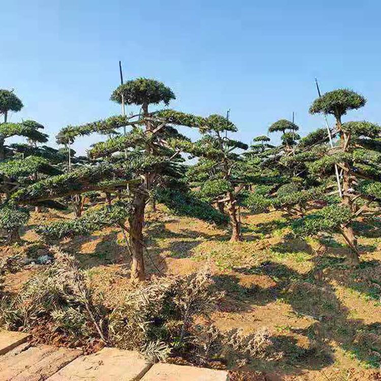 广西苗木基地罗汉松-广西罗汉松批发-造型罗汉松哪里好-多少钱-订购图片