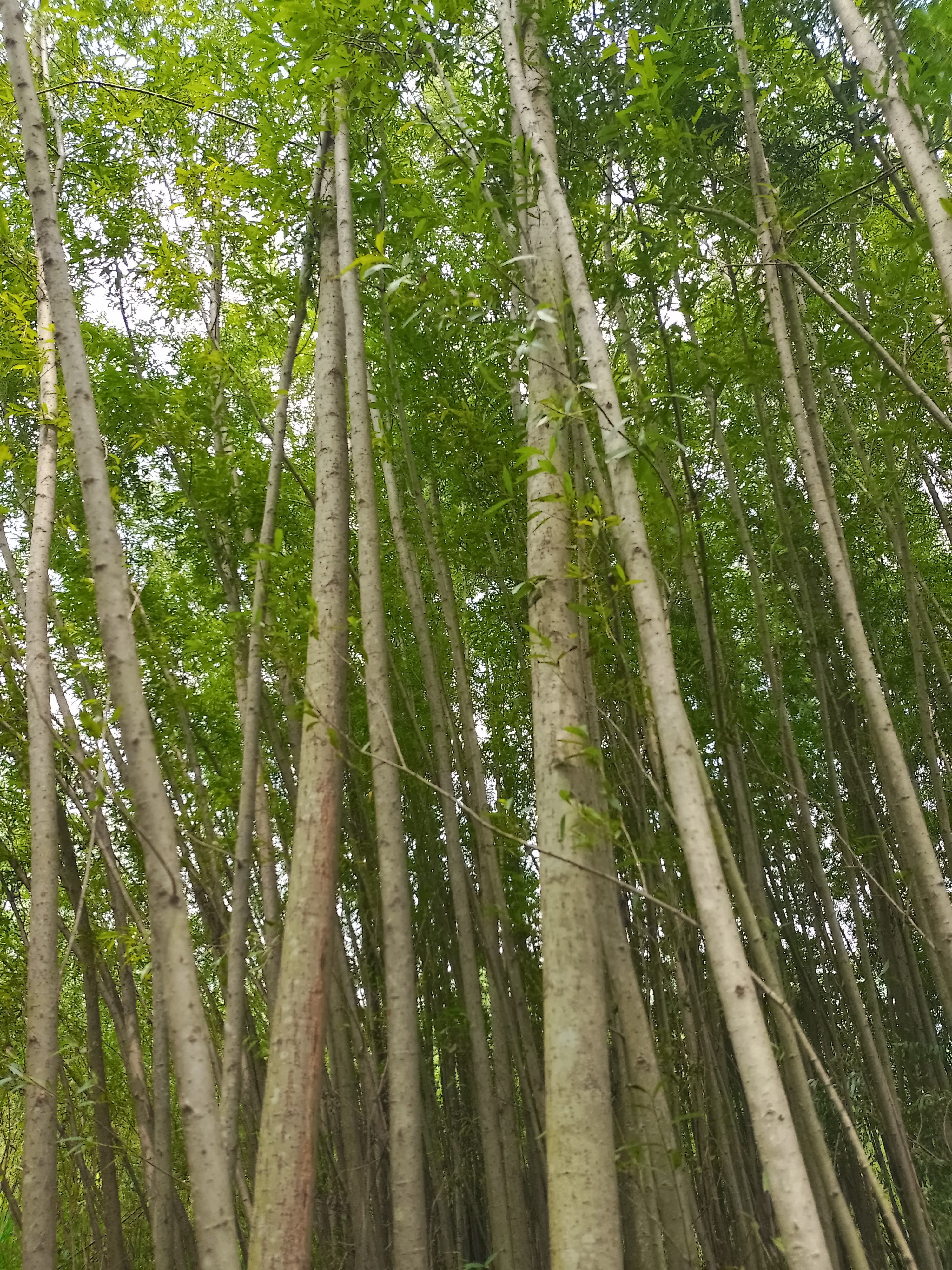 贵州旱柳苗木供应价格  旱柳种植基地批发电话 提供造林苗木 旱柳苗圃场图片