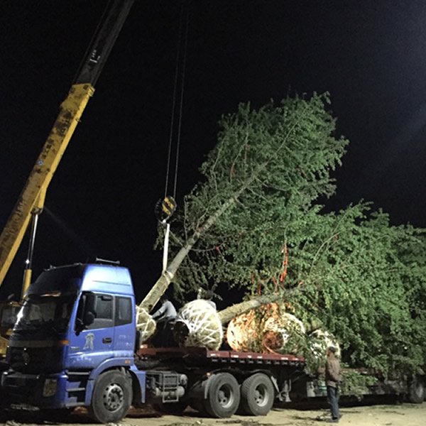 銀杏樹圖片/銀杏樹樣板圖 (4)