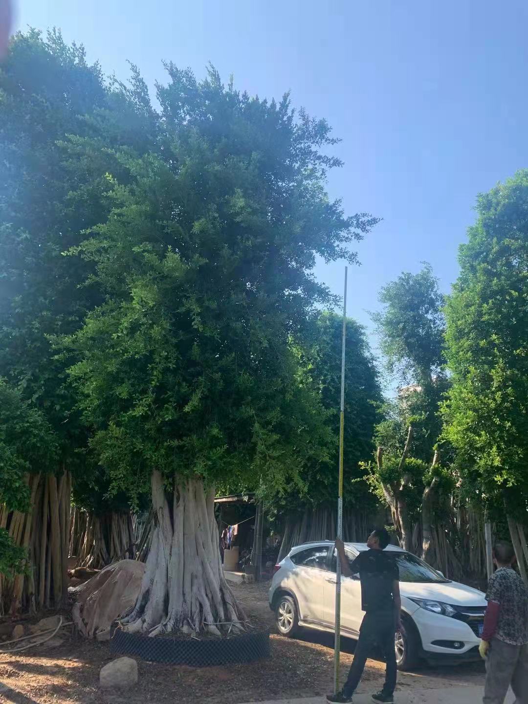 福建供應(yīng)80-1.5米小葉榕 小葉榕景觀綠化樹批發(fā)價(jià)格