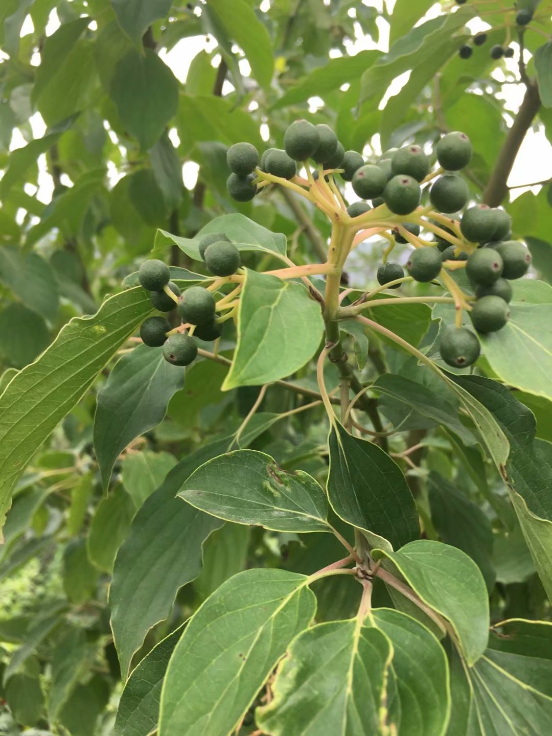 車梁木苗木圖片