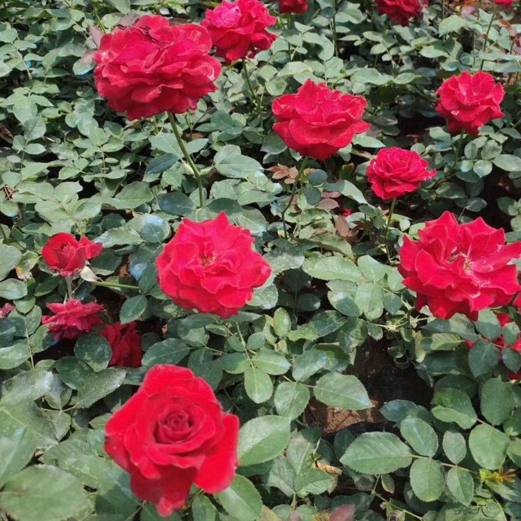 大花月季圖片/大花月季樣板圖 (4)