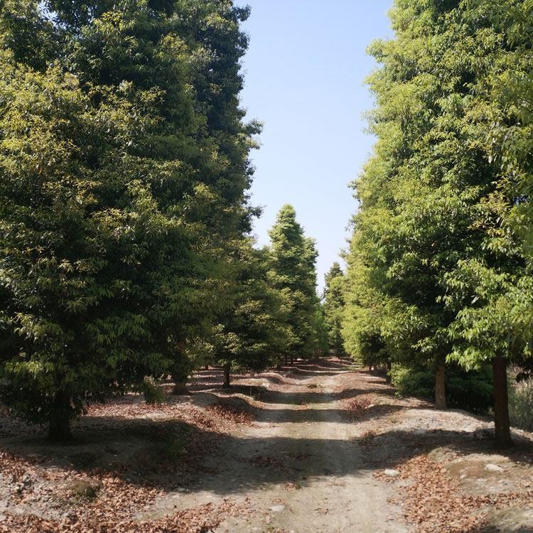 銀杏樹基地圖片/銀杏樹基地樣板圖 (3)