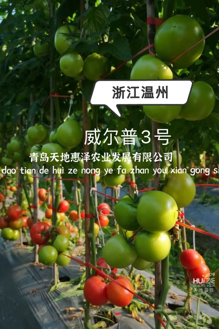 威爾圖片/威爾樣板圖 (3)