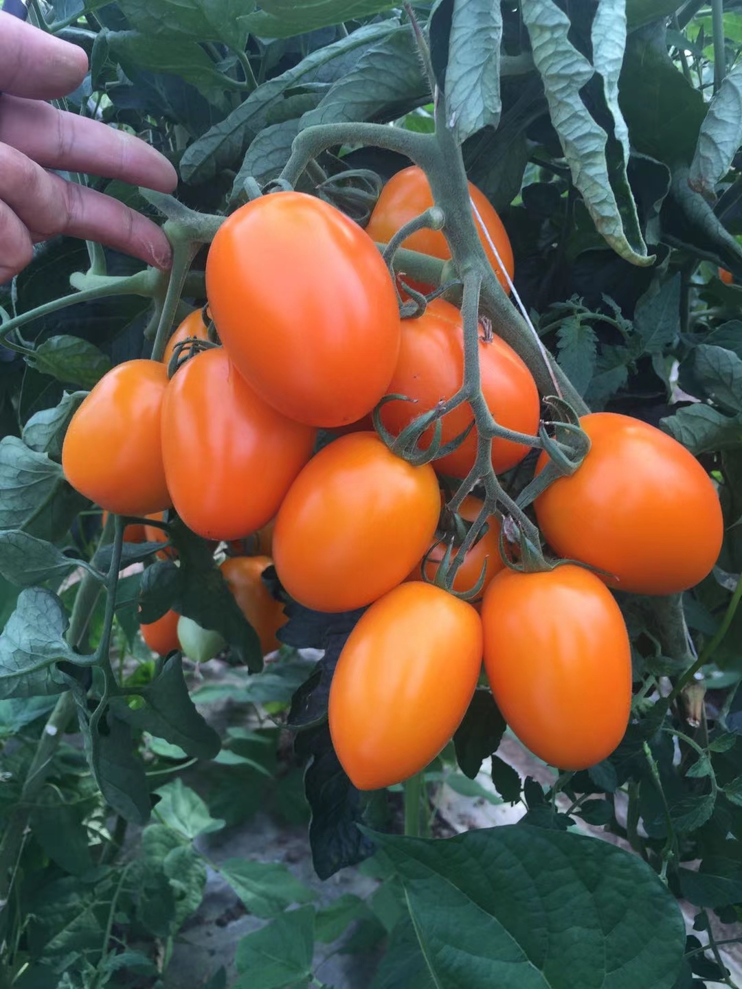 羅曼圖片/羅曼樣板圖 (3)